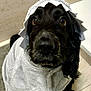 dog, black_dog, towel, bath_time, indoors, pet, cute, looking_up, fur, wet_fur, animal, canine, portrait, floor, tile_floor, bathroom, close_up, cozy, wrapped, adorable
