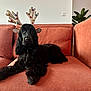 Twillie a rejoint le concours — aidez-le/la à gagner de superbes lots ! dog, black_dog, reindeer_antlers, couch, indoor, pet, festive, holiday, animal, fur, decor, plant, living_room, relaxed, cute, portrait, companion, domestic_animal, cozy, sitting