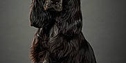 Twillie participe au concours pour gagner de l'argent avec cette photo : dog, black_dog, portrait, studio, pet, animal, canine, fur, long_hair, sitting, looking_at_camera, indoors, neutral_background, elegant, calm, domestic_animal, mammal, pet_portrait, closeup, well_groomed