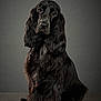 dog, black_dog, portrait, studio, pet, animal, canine, fur, long_hair, sitting, looking_at_camera, indoors, neutral_background, elegant, calm, domestic_animal, mammal, pet_portrait, closeup, well_groomed
