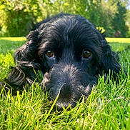 Twillie participe au concours pour gagner de l'argent avec cette photo : dog, black_dog, grass, outdoor, nature, greenery, close_up, pet, animal, canine, sunlight, blurred_background, summer, lying_down, snout, fur, eyes, daylight, peaceful, park
