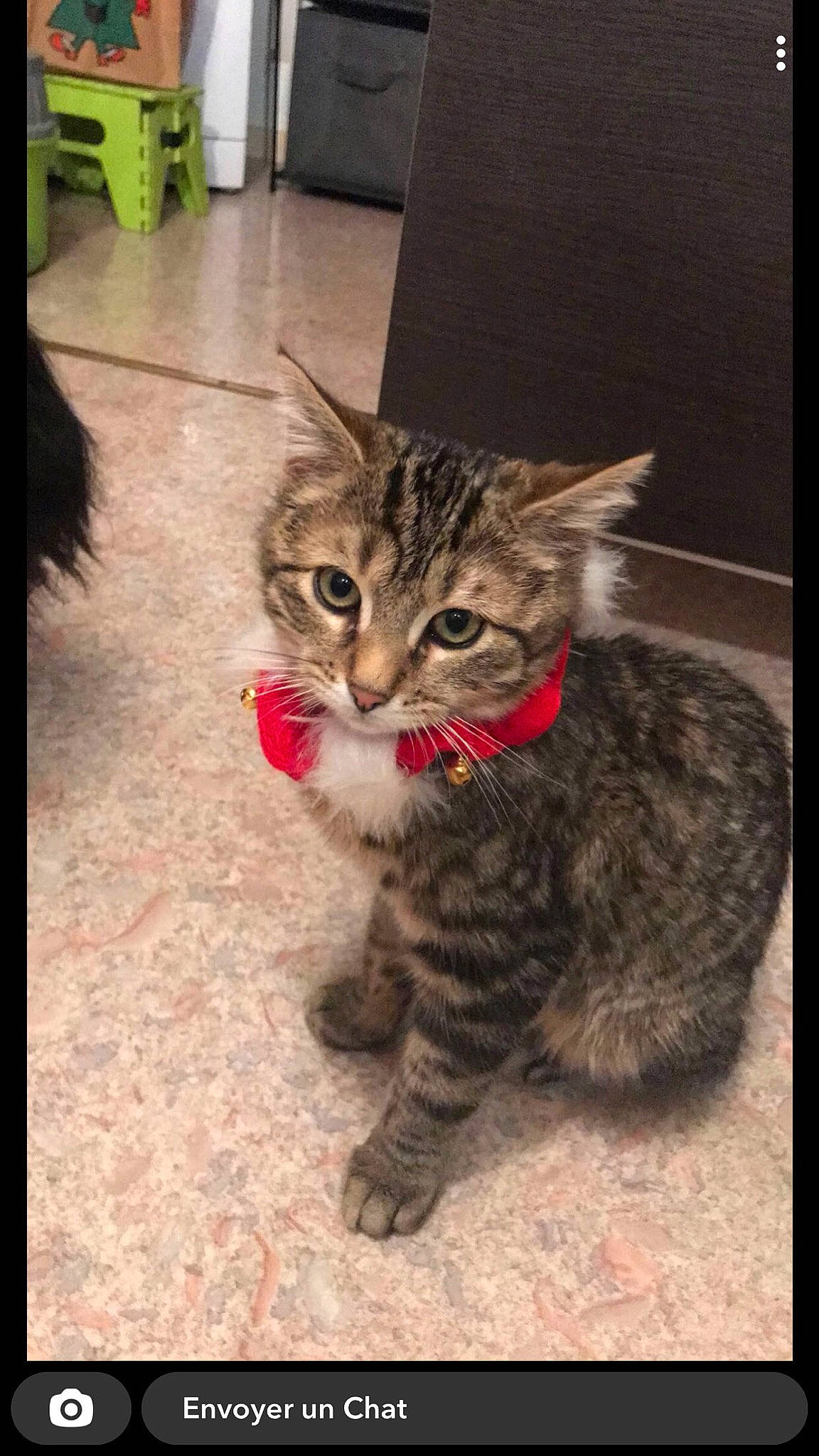 Minoune participe au concours pour gagner de l'argent avec cette photo : carnivore, cat, claw, domestic_short_haired_cat, fawn, felidae, flooring, foot, fur, paw, photo_caption, rectangle, sitting, small_to_medium_sized_cats, snout, tail, terrestrial_animal, whiskers