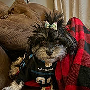 Carolyn Jean Aka Cj joined the competition — help win amazing prizes! dog, small_dog, black_and_white, bow, hair_bow, couch, blanket, red_and_black, checkered, jersey, nfl, carolina_panthers, pet, indoor, lamp, curtain, cozy, fur, cute, animal