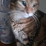 animal, blurred, brown, cat, ceramic, closeup, domestic, ears, eyes, feline, fur, indoor, paws, pet, sitting, striped, tabby_cat, vase, whiskers, wooden_surface