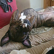 Orka a rejoint le concours — aidez-le/la à gagner de superbes lots ! dog, pet, upside_down, couch, indoor, relaxed, brown, white_markings, ears, paws, fur, home, cozy, blanket, fabric, comfort, animal, playful, resting, canine