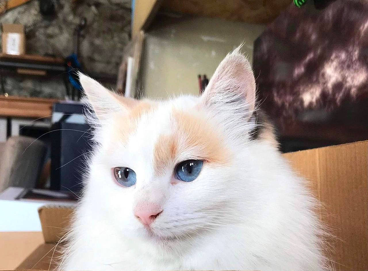 Céleste participe au concours pour gagner de l'argent avec cette photo : carnivore, cat, domestic_short_haired_cat, eye, fawn, felidae, fur, small_to_medium_sized_cats, snout, tail, whiskers, window