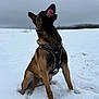Ace participe au concours pour gagner de l'argent avec cette photo : dog, german_shepherd, snow, outdoor, animal, pet, winter, canine, fur, tongue, playful, sitting, harness, cold, nature, muzzle, paw, field, sky, grey