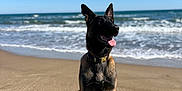 Ace participe au concours pour gagner de l'argent avec cette photo : dog, german_shepherd, beach, sand, ocean, waves, sunny, outdoor, pet, canine, tongue_out, ears_up, sitting, collar, shadow, daytime, nature, water, animal, mammal