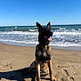 dog, german_shepherd, beach, sand, ocean, waves, sunny, outdoor, pet, canine, tongue_out, ears_up, sitting, collar, shadow, daytime, nature, water, animal, mammal