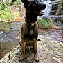 Ace a rejoint le concours — aidez-le/la à gagner de superbes lots ! dog, canine, outdoor, waterfall, rock, nature, animal, ears, collar, fur, sitting, forest, leaf, stream, wildlife, portrait, alert, brown, black, happy