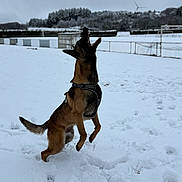 Ace a rejoint le concours — aidez-le/la à gagner de superbes lots ! dog, snow, jumping, outdoor, winter, playful, canine, field, landscape, snowy, animal, nature, pet, active, fur, cold, daytime, leash, harness, trees