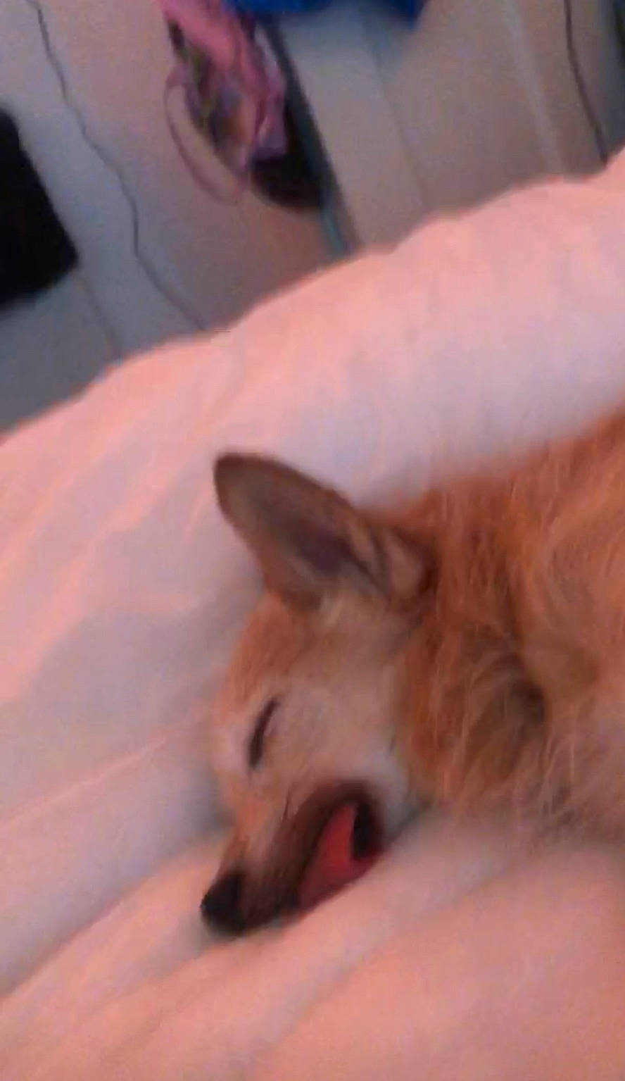 Pickles joined the competition — help win amazing prizes! canidae, carnivore, cloud, comfort, companion_dog, dog, dog_breed, fawn, felidae, flesh, fur, german_spitz, german_spitz_mittel, nail, paw, pomeranian, small_to_medium_sized_cats, spitz, toy_dog, whiskers