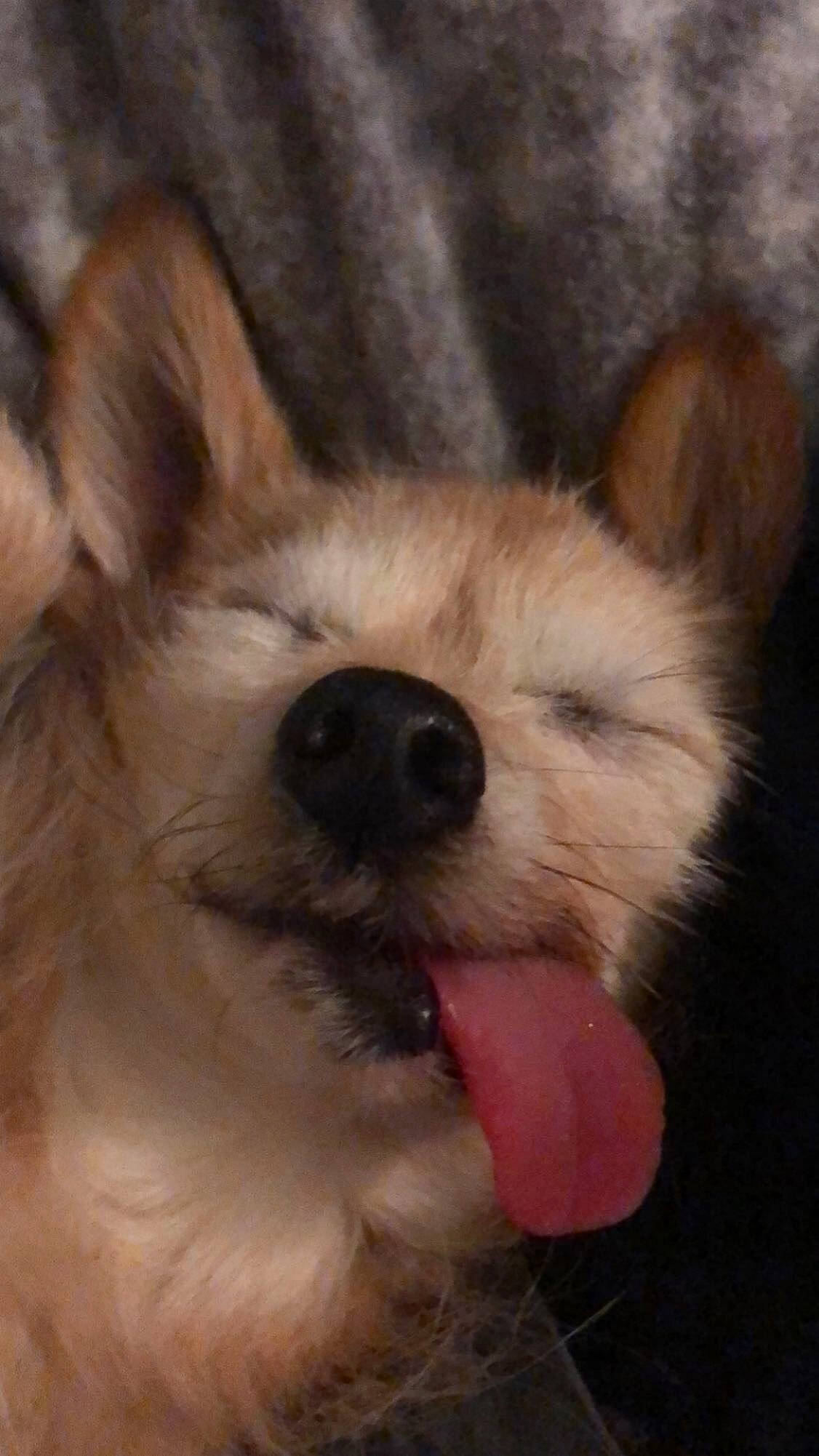 Pickles is registered to the contest to win money with this photo: ancient_dog_breeds, canidae, carnivore, companion_dog, dog, dog_breed, ear, fawn, fur, paw, puppy, puppy_love, snout, sporting_group, street_dog, terrestrial_animal, terrier, toy_dog, whiskers, working_animal