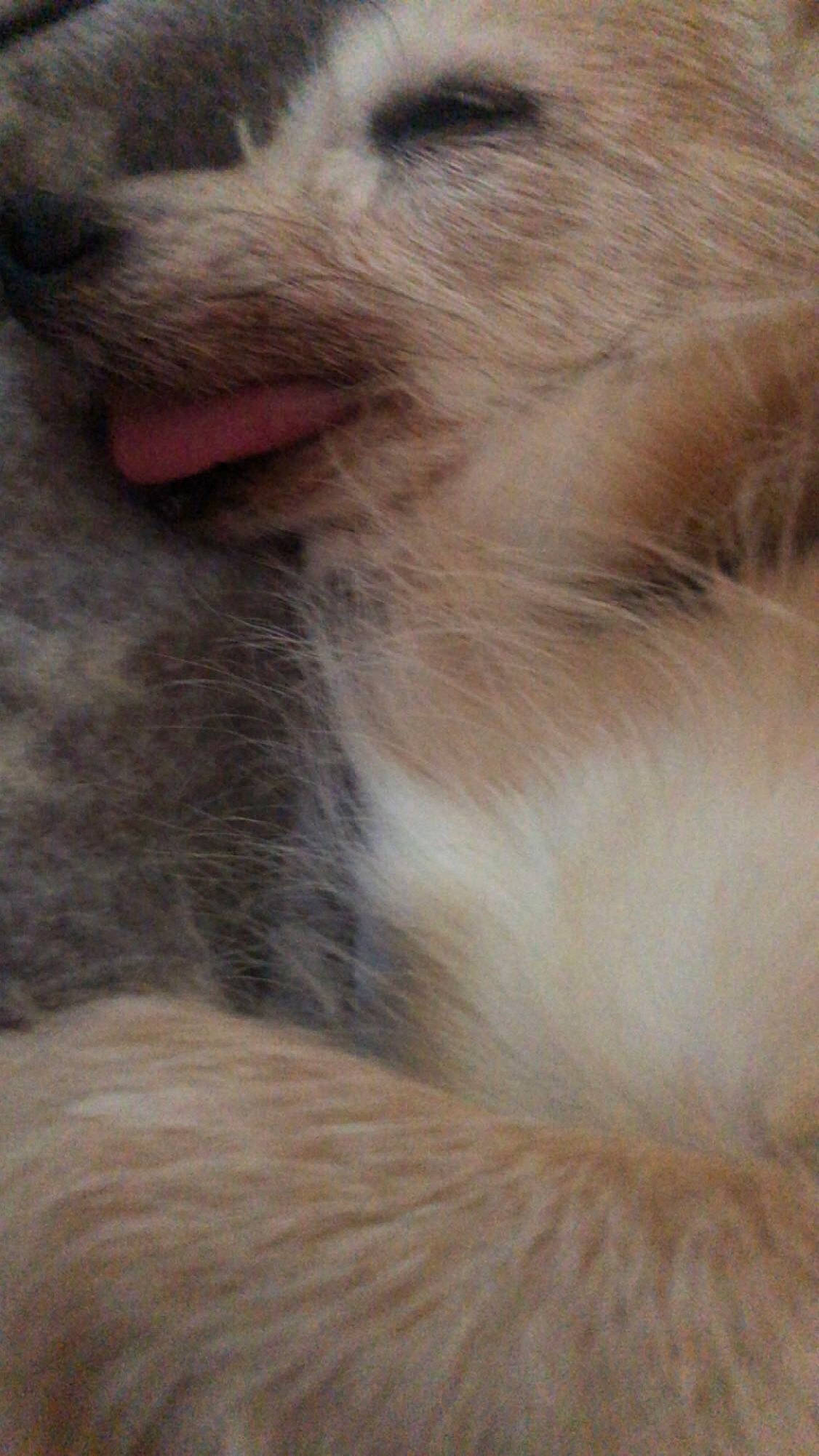 Pickles is registered to the contest to win money with this photo: carnivore, cat, claw, fawn, felidae, fur, natural_material, paw, small_to_medium_sized_cats, terrestrial_animal, whiskers