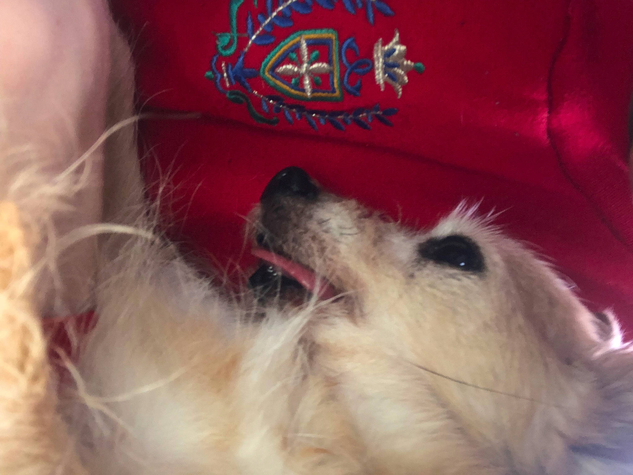 Pickles is registered to the contest to win money with this photo: american_eskimo_dog, canidae, carnivore, companion_dog, dog, dog_breed, dog_supply, ear, fur, german_spitz, happy, paw, puppy_love, samoyed, snout, sporting_group, toy_dog, volpino_italiano, whiskers, working_animal