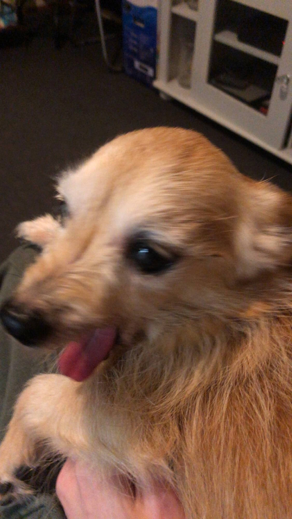 Pickles joined the competition — help win amazing prizes! canidae, carnivore, companion_dog, dog, dog_breed, fang, fawn, fur, gun_dog, home_appliance, kitchen_appliance, liver, paw, retriever, silken_windhound, snout, sporting_group, whiskers, working_animal, working_dog