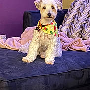 Zoey is registered to the contest to win money with this photo: dog, pet, bandana, couch, blanket, throw, purple_wall, yellow_wall, indoor, cozy, plush, fur, sitting, cute, animal, companion, domestic, furniture, relaxed, portrait