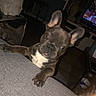 animal, brown, buddha_sculpture, couch, curious, dog, ears, face, french_bulldog, furniture, indoor, living_room, looking, night, pet, puppy, table, television, water_bottle, white_markings