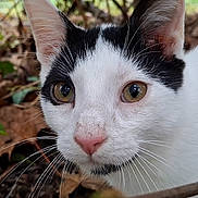 Butcher a rejoint le concours — aidez-le/la à gagner de superbes lots ! animal, black_and_white, branch, cat, close_up, curious, cute, eyes, forest_floor, fur, leaves, mammal, nature, outdoor, pet, pink_nose, portrait, whiskers, wildlife
