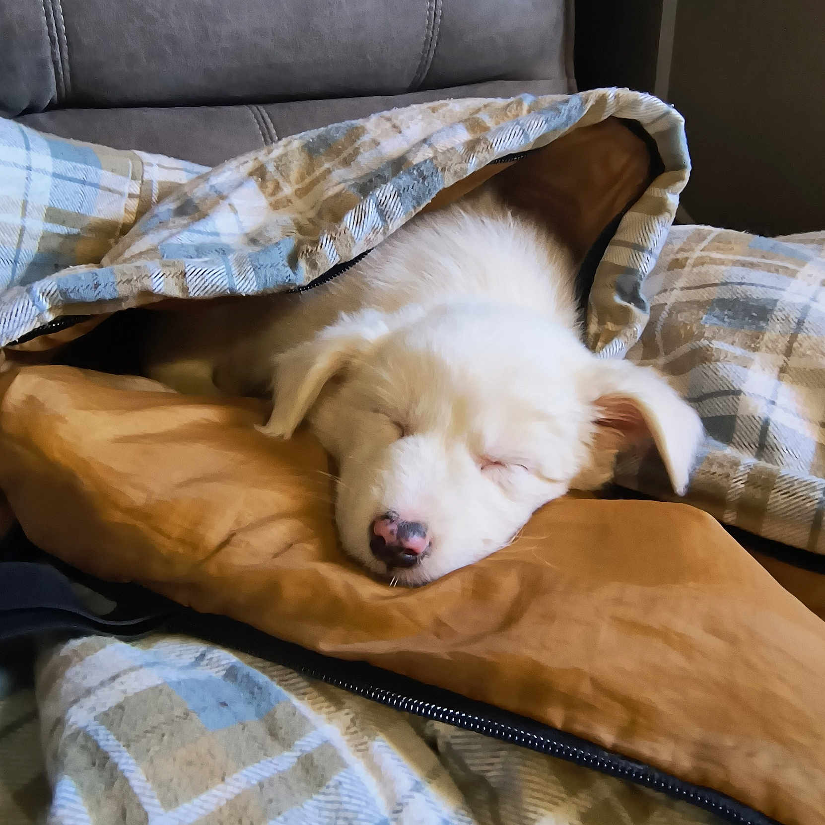 õkami is registered to the contest to win money with this photo: animal, bed, blanket, canine, cat, couch, cushion, dog, dogbed, eskimodog, furniture, homedecor, kitten, person, pet, pillow, puppy, quilt, sleeping, terrier