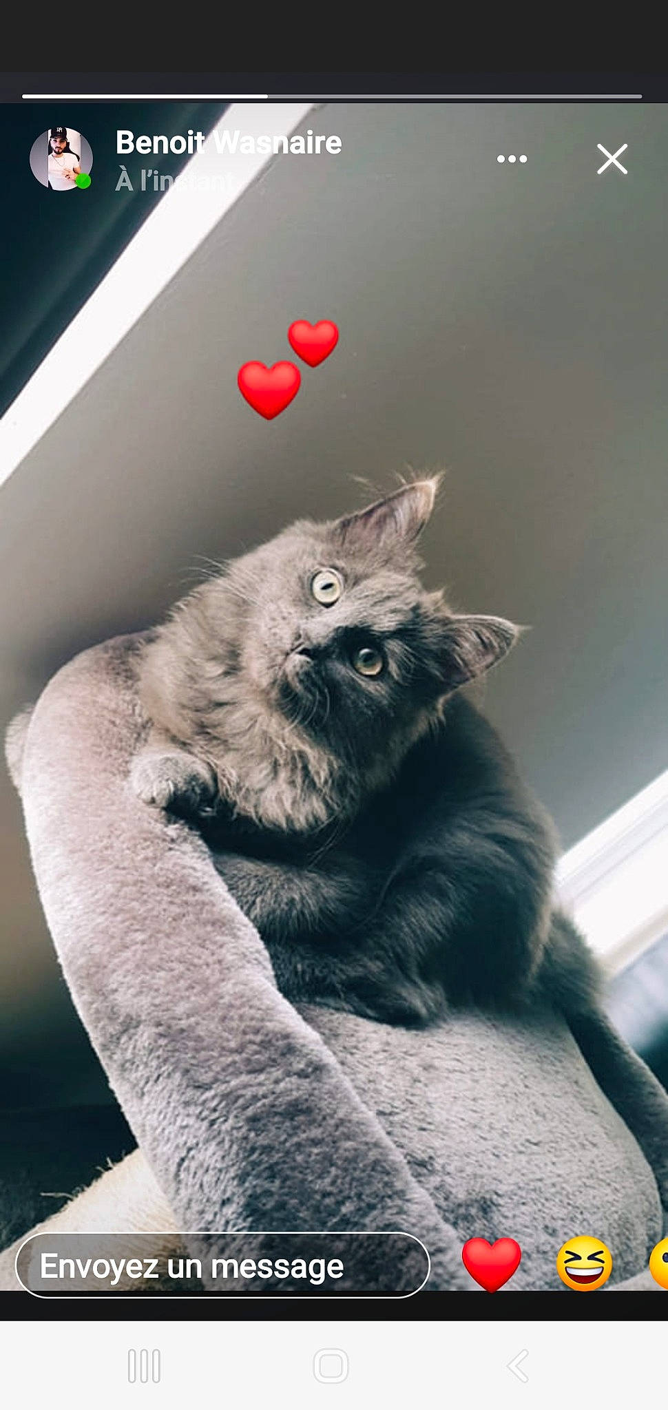 Smooky a rejoint le concours — aidez-le/la à gagner de superbes lots ! carnivore, cat, claw, comfort, domestic_short_haired_cat, ear, eye, felidae, flash_photography, fur, gesture, grey, monochrome_photography, paw, sitting, small_to_medium_sized_cats, snout, tail, whiskers, window