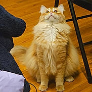 Flamethrower joined the competition — help win amazing prizes! cat, orange_cat, fluffy, indoor, wooden_floor, chair, pet, animal, feline, curious, sitting, looking_up, cozy, domestic, fur, whiskers, paws, tail, home, cute