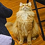 cat, orange_cat, fluffy, indoor, wooden_floor, chair, pet, animal, feline, curious, sitting, looking_up, cozy, domestic, fur, whiskers, paws, tail, home, cute