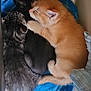 Flamethrower is registered to the contest to win money with this photo: kitten, cat, sleeping, snuggling, fur, orange_kitten, black_kitten, gray_tabby, towel, cozy, cute, animal, pet, indoor, resting, close_up, soft, adorable, young, warm