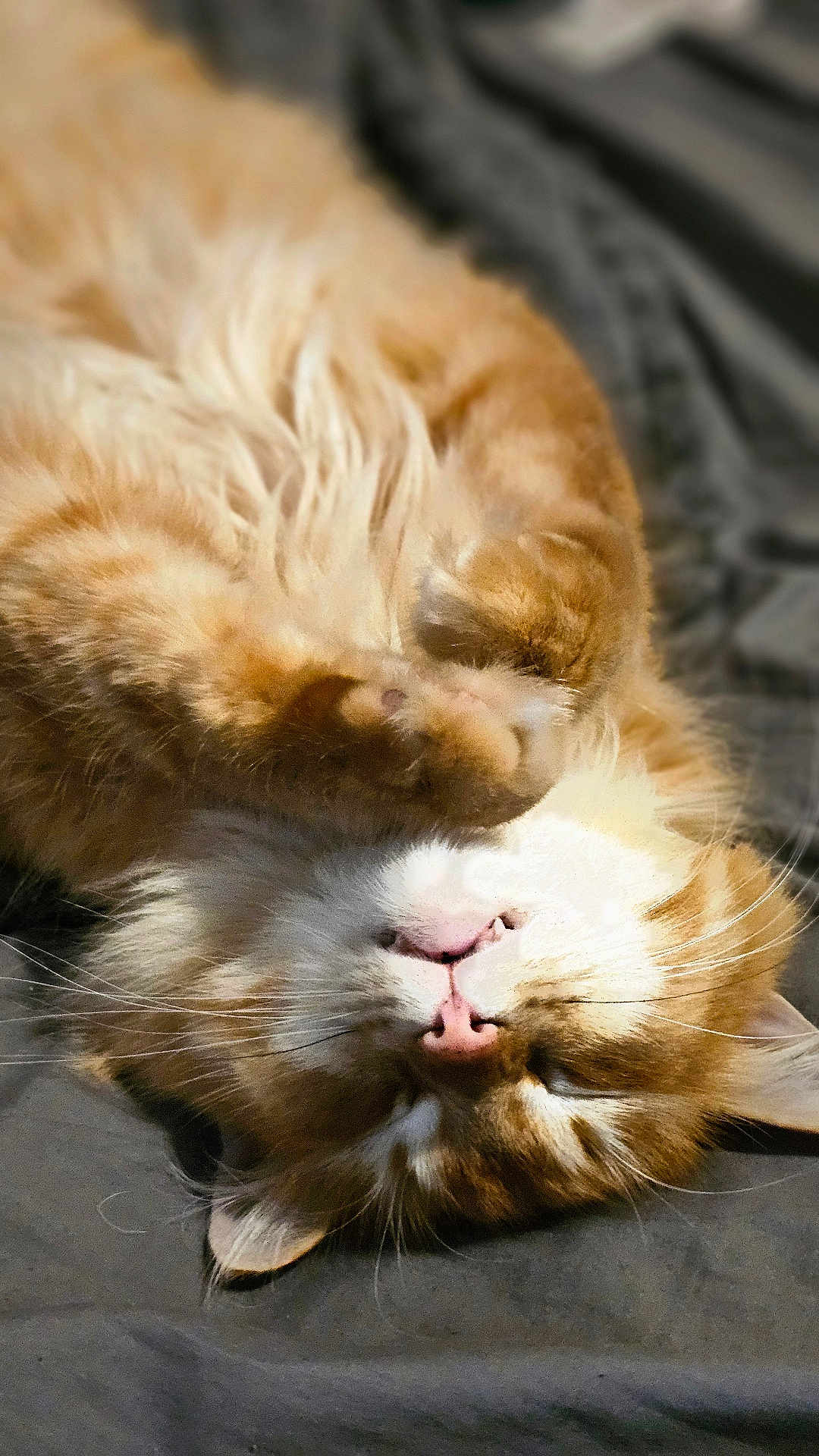 Flamethrower is registered to the contest to win money with this photo: cat, orange_cat, white_cat, fluffy_fur, sleeping, relaxed, pet, animal, whiskers, paw, cute, domestic_cat, feline, lying_down, close_up, soft_texture, indoor, resting, cozy, fur