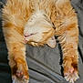 Flamethrower is registered to the contest to win money with this photo: cat, orange_cat, fluffy, sleeping, paws, whiskers, pet, feline, relaxed, cozy, bed, blanket, cute, domestic_animal, fur, animal, resting, indoor, mammal, tabby