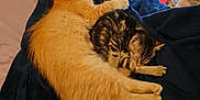 Flamethrower is registered to the contest to win money with this photo: cat, sleeping, orange_cat, tabby_cat, blanket, bed, stuffed_animal, indoor, cozy, pets, feline, resting, cute, domestic_animal, soft_toys, window_blinds, fur, animal_companions, home, relaxation