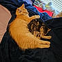 cat, sleeping, orange_cat, tabby_cat, blanket, bed, stuffed_animal, indoor, cozy, pets, feline, resting, cute, domestic_animal, soft_toys, window_blinds, fur, animal_companions, home, relaxation