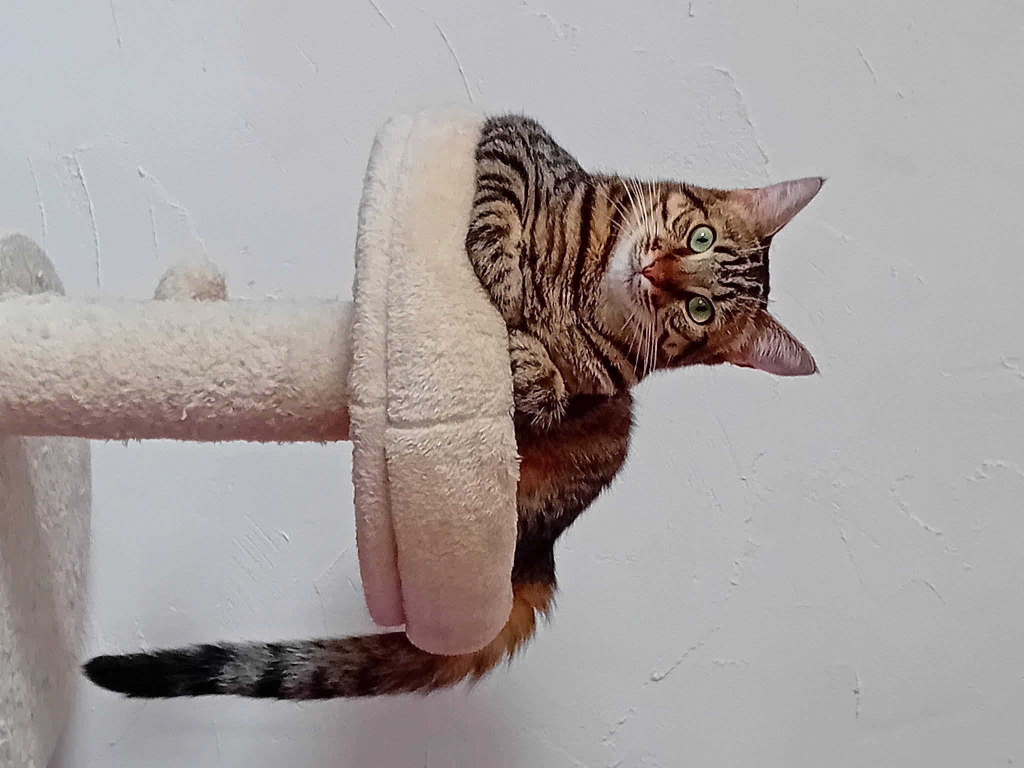 Lyly a rejoint le concours — aidez-le/la à gagner de superbes lots ! art, carnivore, cat, claw, creative_arts, domestic_short_haired_cat, eye, fawn, felidae, fur, metal, sculpture, small_to_medium_sized_cats, snout, tail, terrestrial_animal, visual_arts, whiskers, window, wood