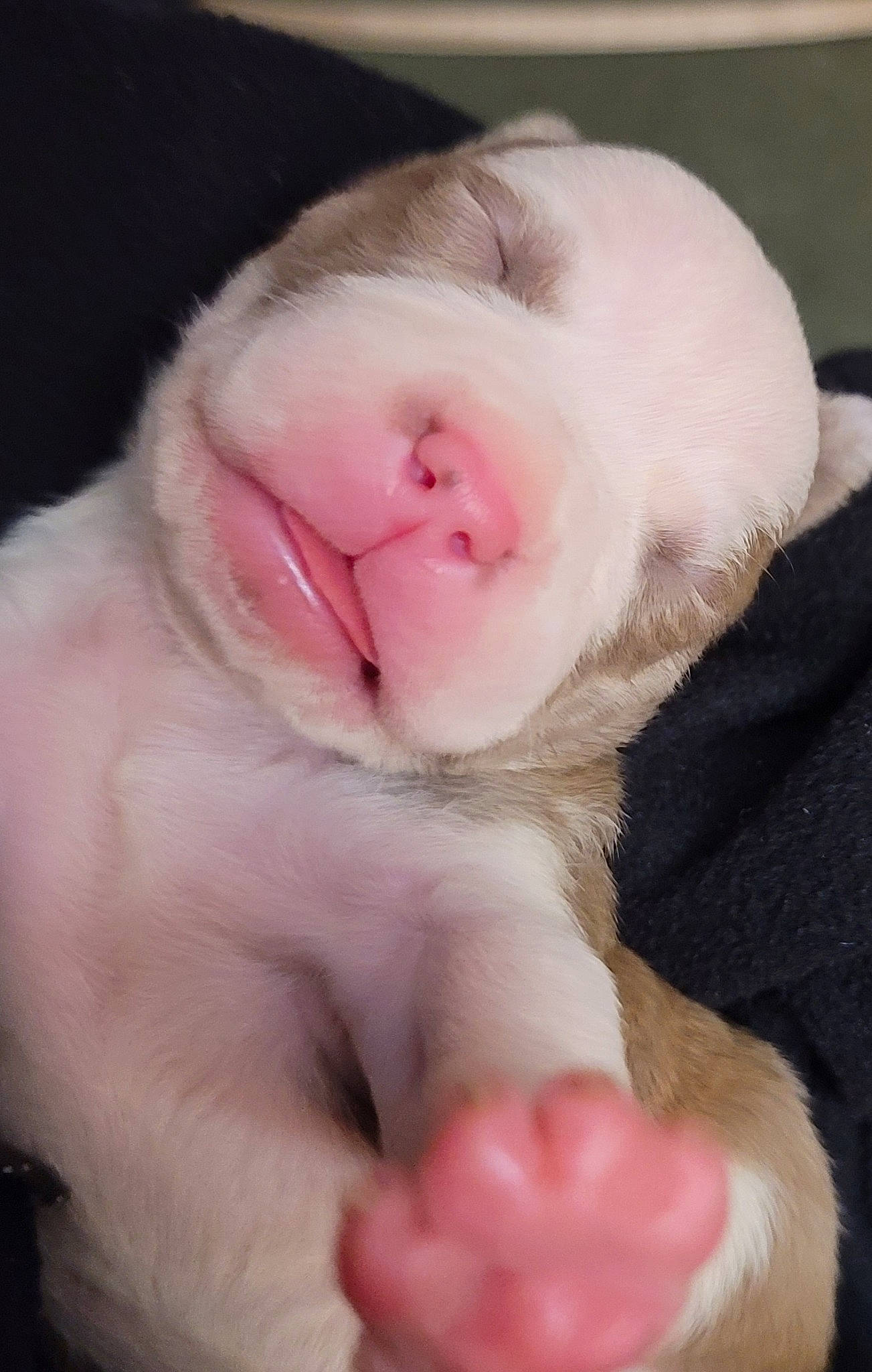 Kalia is registered to the contest to win money with this photo: canidae, carnivore, dog, dog_breed, ear, fawn, non_sporting_group, nose, paw, pink, puppy, puppy_love, skin