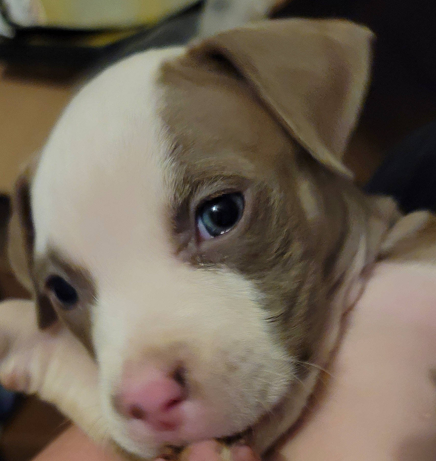 Kalia is registered to the contest to win money with this photo: american_pit_bull_terrier, canidae, carnivore, companion_dog, dog, dog_breed, eye, fawn, head, mammal, non_sporting_group, nose, pit_bull, puppy, puppy_love, rare_breed_dog, snout, sporting_group, vertebrate, whiskers