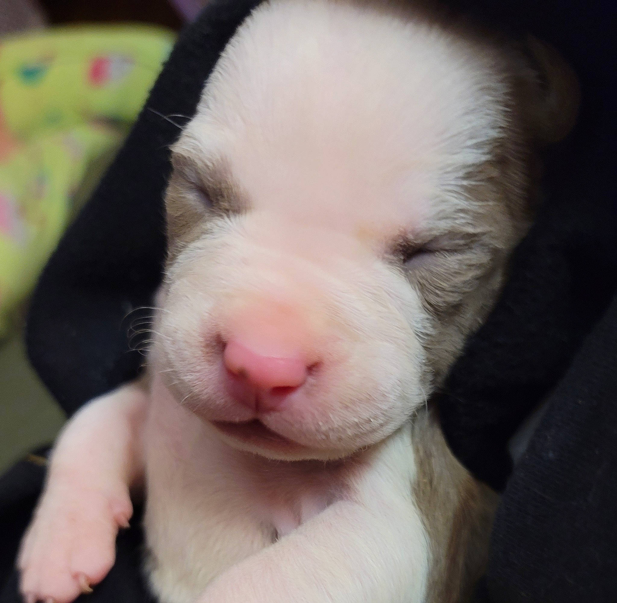 Kalia is registered to the contest to win money with this photo: canidae, carnivore, dog, dog_breed, mammal, nose, puppy, puppy_love, snout, vertebrate