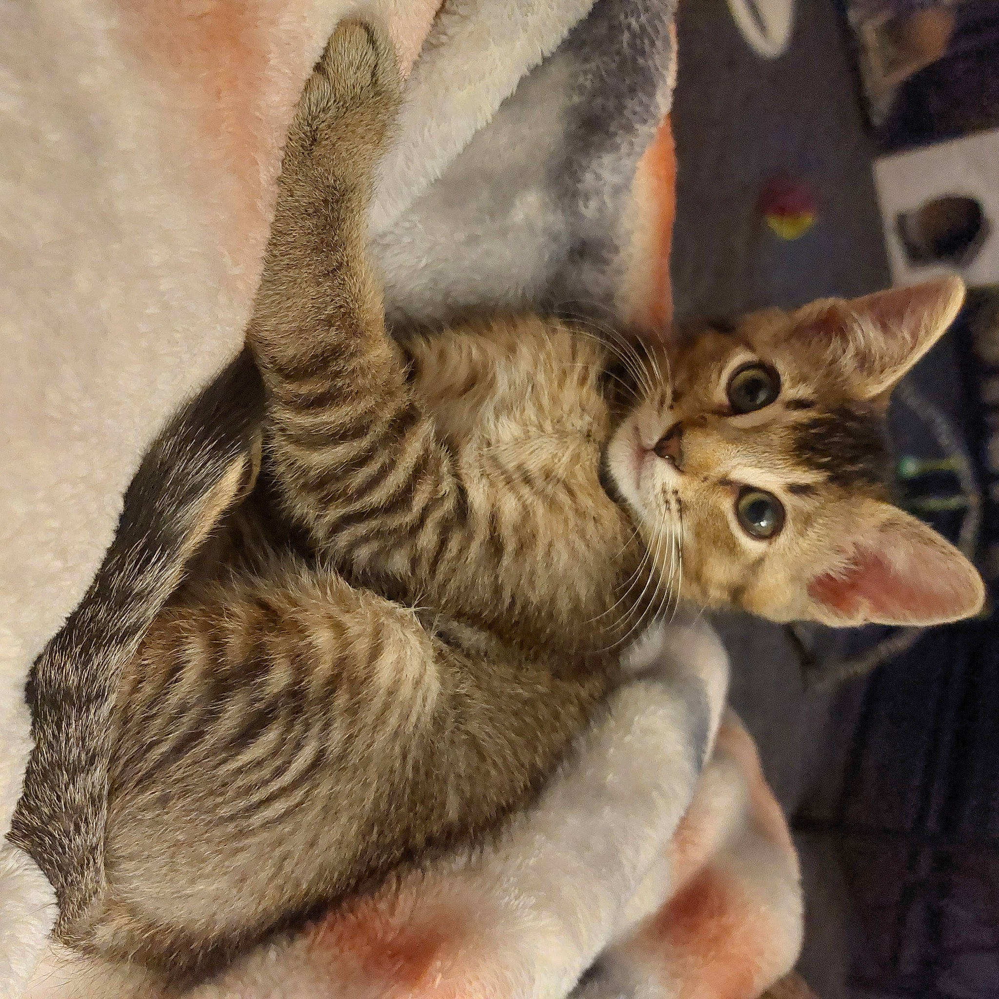 Jude joined the competition — help win amazing prizes! art, carnivore, cat, claw, domestic_short_haired_cat, fawn, felidae, fur, gesture, paw, small_to_medium_sized_cats, snout, tail, whiskers, wildlife