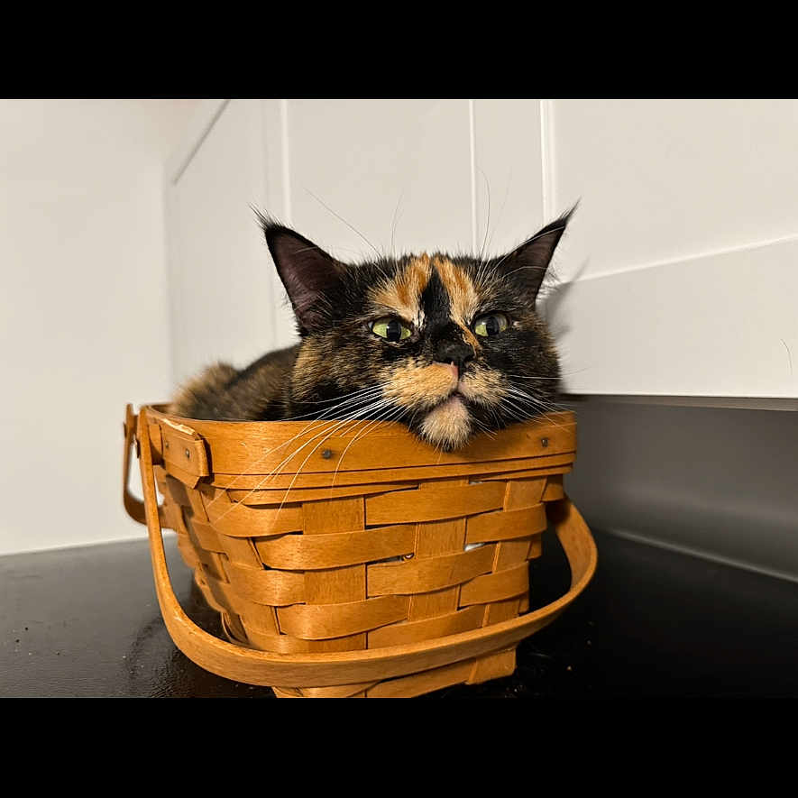 Willow is registered to the contest to win money with this photo: animal, basket, black_surface, cat, closeup, container, cute, domestic_animal, ears, feline, fur, home, indoor, kitchen, pet, relaxing, resting, tortoiseshell_cat, whiskers, wooden_basket