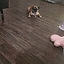 dog, pug, wooden_floor, indoor, pet_crate, plush_toy, furniture, curious, pet, collar, flooring, room, door, power_outlet, cord, home, relaxed, animal, laying, toy