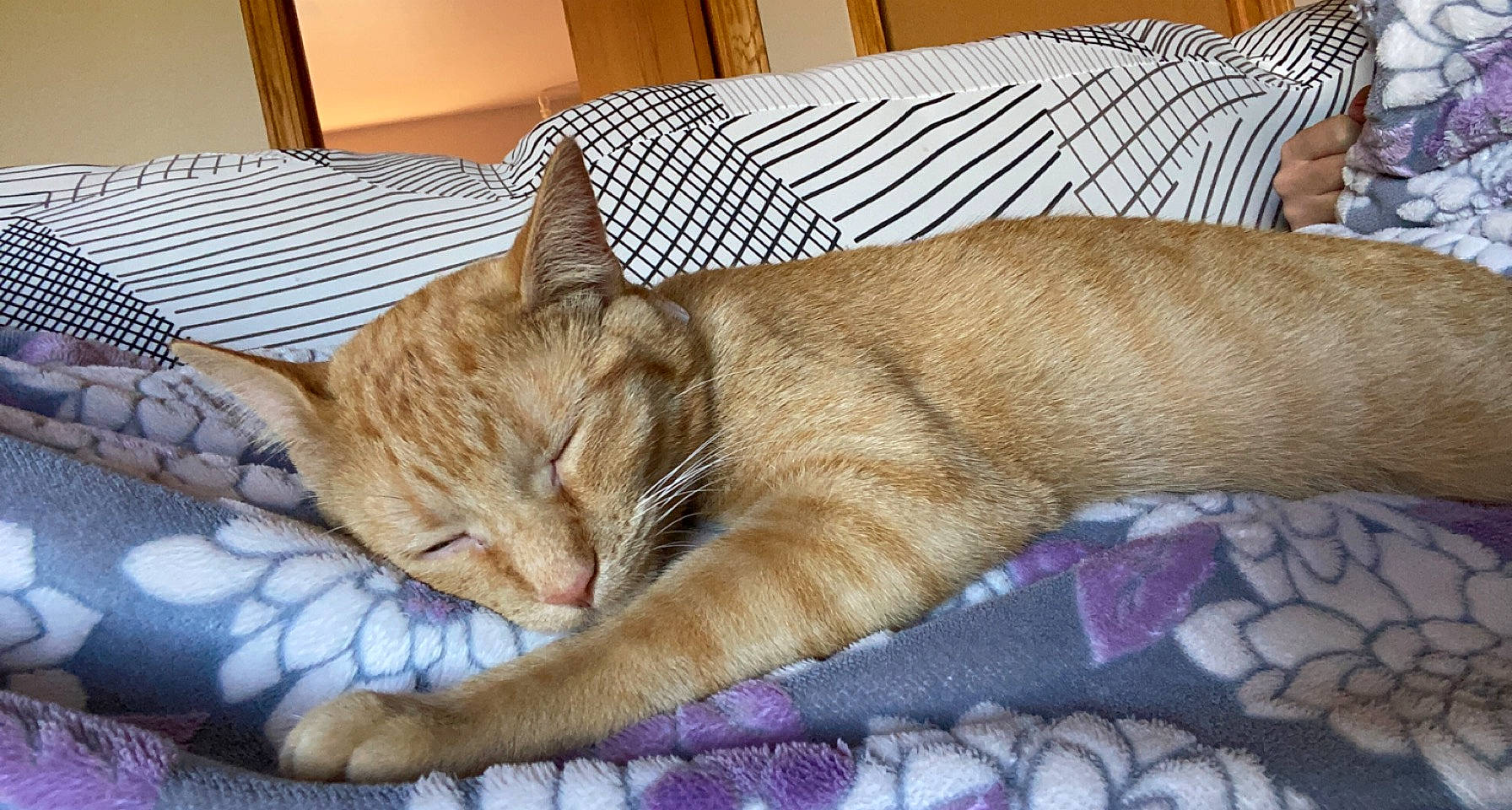 Nova is registered to the contest to win money with this photo: bed, bedding, carnivore, cat, cat_bed, comfort, couch, domestic_short_haired_cat, fawn, felidae, fur, linens, nap, paw, room, small_to_medium_sized_cats, tail, terrestrial_animal, textile, whiskers