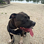 Tyson participe au concours pour gagner de l'argent avec cette photo : dog, black_dog, white_paws, tongue_out, harness, leash, sitting, gravel, outdoor, water, river, nature, pet, canine, side_view, daylight, happy, animal, pavement, reflection