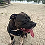 dog, black_dog, white_paws, tongue_out, harness, leash, sitting, gravel, outdoor, water, river, nature, pet, canine, side_view, daylight, happy, animal, pavement, reflection