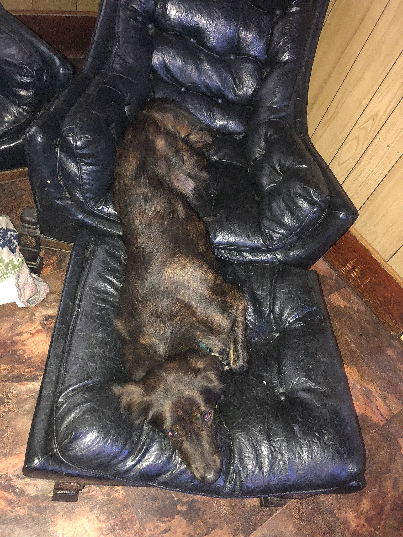 Boog is registered to the contest to win money with this photo: bronze_sculpture, canidae, chair, companion_dog, dog_breed, fur, lady, leather, leg, sitting, statue