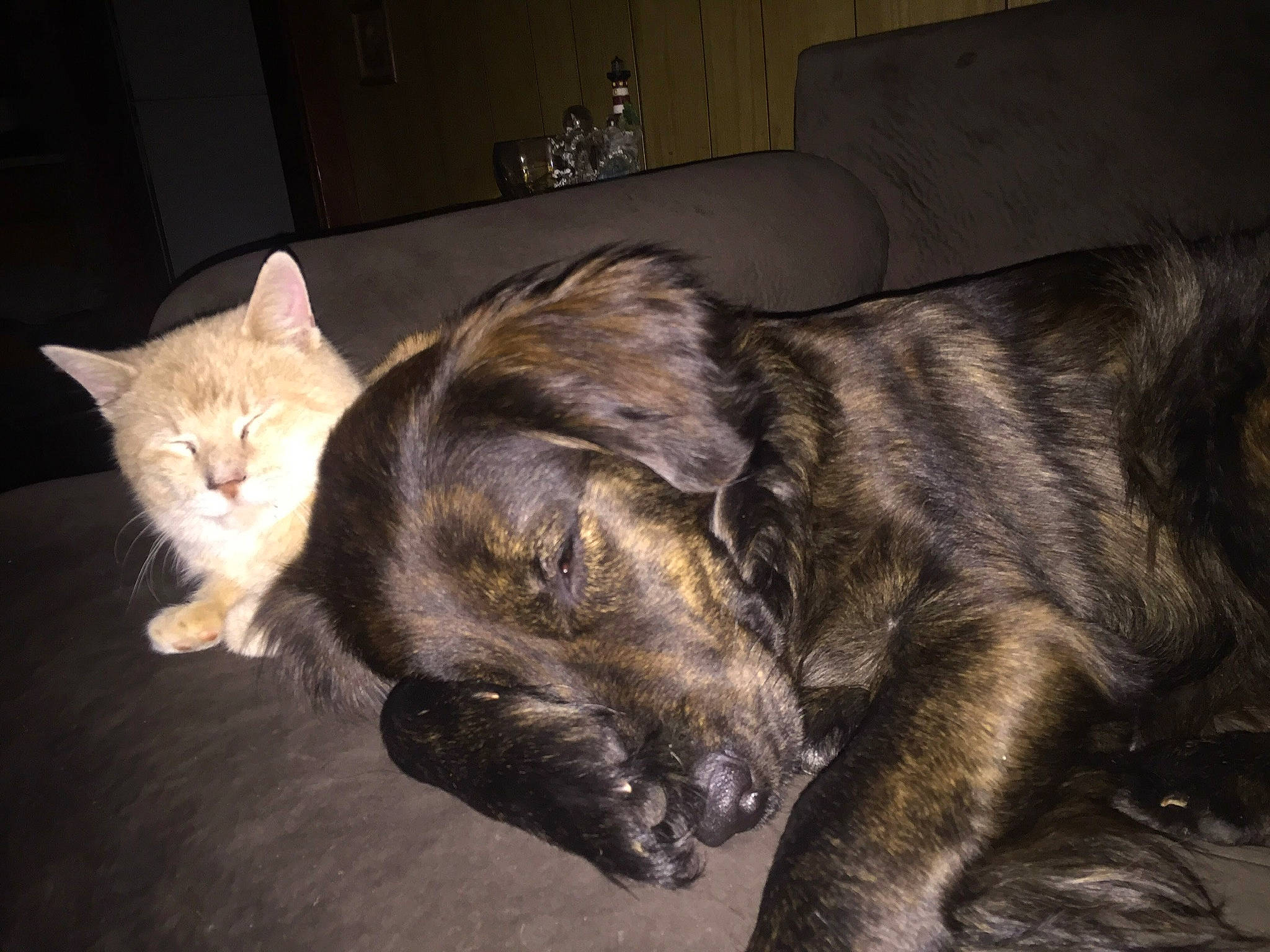 Boog joined the competition — help win amazing prizes! canidae, carnivore, cat, dog, dog_breed, domestic_short_haired_cat, european_shorthair, fawn, felidae, fur, mammal, nap, sleep, small_to_medium_sized_cats, tabby_cat, vertebrate, whiskers