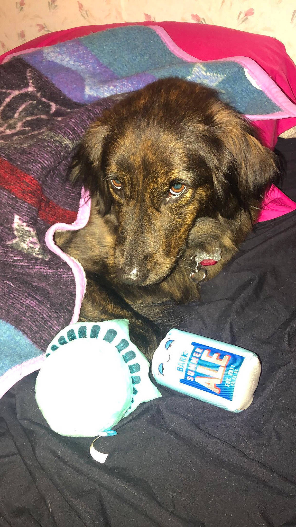 Boog is registered to the contest to win money with this photo: canidae, carnivore, companion_dog, dog, dog_breed, puppy, sporting_group