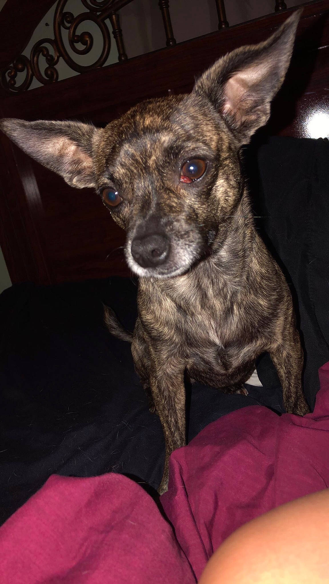 Ava is registered to the contest to win money with this photo: american_hairless_terrier, canidae, carnivore, dog, dog_breed, fawn, feist, formosan_mountain_dog, mammal, mexican_hairless_dog, non_sporting_group, puppy, rare_breed_dog, snout, treeing_tennessee_brindle, vertebrate