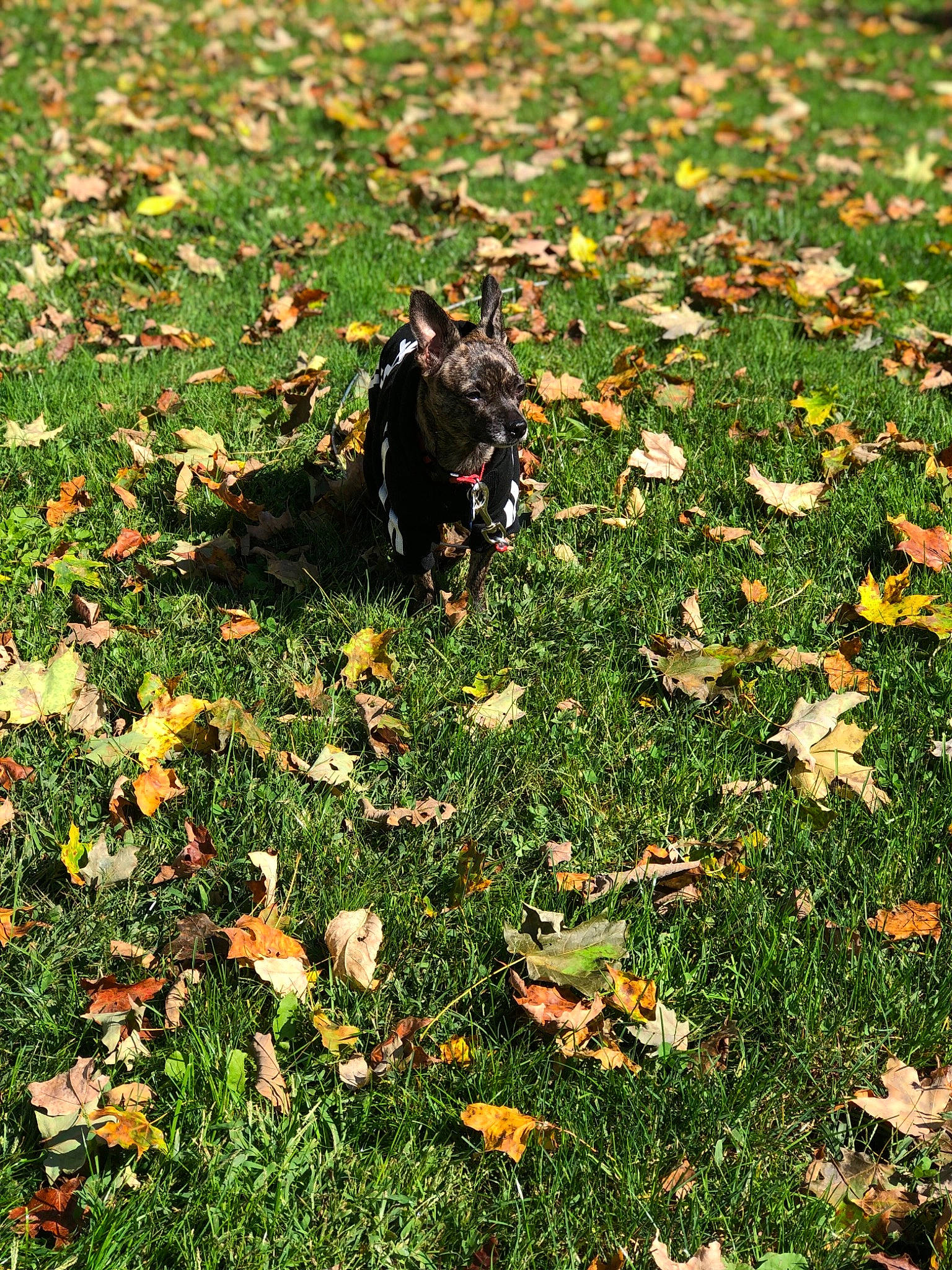 Ava joined the competition — help win amazing prizes! autumn, canidae, carnivore, dog, dog_breed, grass, groundcover, leaf, plant, sporting_group