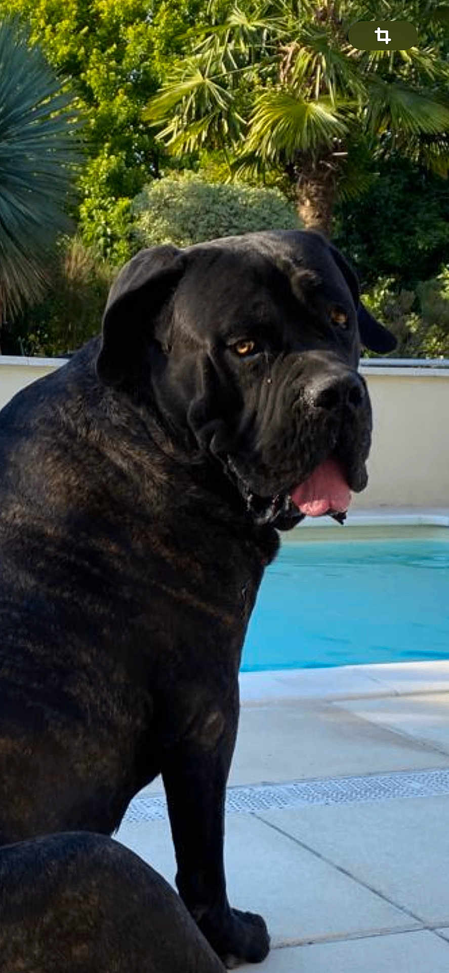 Hulk participe au concours pour gagner de l'argent avec cette photo : dog, black_dog, large_dog, pet, animal, pool, outdoor, greenery, trees, palm_tree, sunlight, tongue_out, sitting, looking_back, canine, summer, backyard, nature, relaxation, daytime