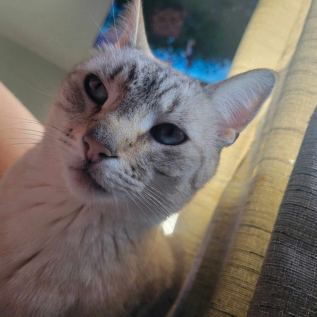 Nalla is registered to the contest to win money with this photo: cat, close_up, blue_eyes, curious, indoor, sunlight, curtain, whiskers, pet, feline, portrait, soft_light, animal, cute, domestic_cat, relaxed, looking_up, fur, ears, nose