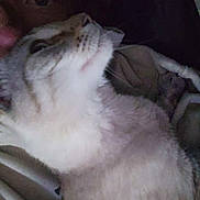 Nalla joined the competition — help win amazing prizes! cat, person, close_up, indoor, dim_lighting, snuggling, pet, furry, face, companion, cozy, blurred, animal, cuddle, comfort, portrait, warmth, domestic, relaxation, feline